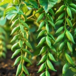Chào tất cả mọi người!