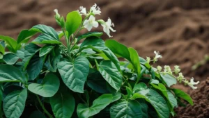 Tác dụng của đậu xanh đối với sức khỏe con người
