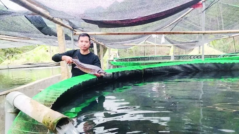 &#8220;Cây vàng xanh&#8221; trồng thành công ở 1 xã của tỉnh Phú Thọ (mới) thực ra là giống chuối gì?