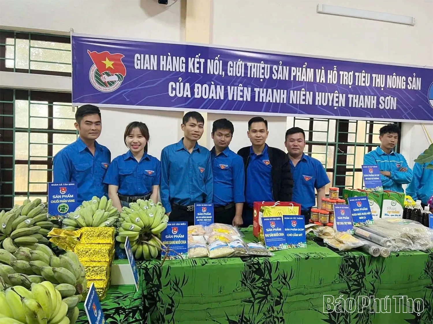 &#8220;Cây vàng xanh&#8221; trồng thành công ở 1 xã của tỉnh Phú Thọ (mới) thực ra là giống chuối gì?
