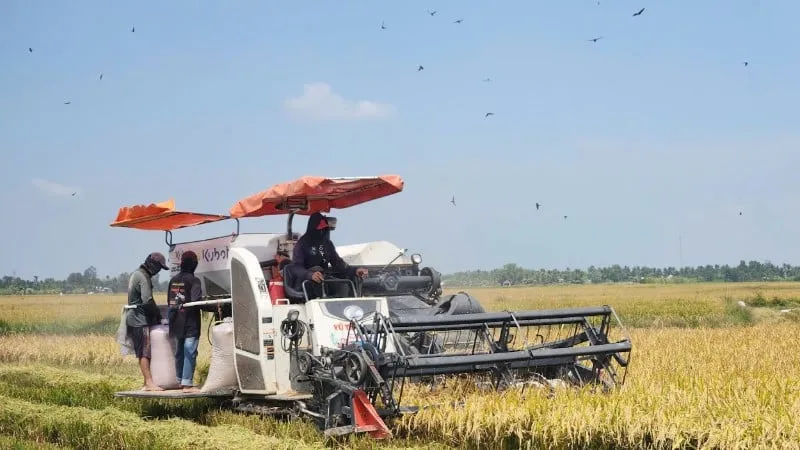 &#8220;Cây vàng xanh&#8221; trồng thành công ở 1 xã của tỉnh Phú Thọ (mới) thực ra là giống chuối gì?