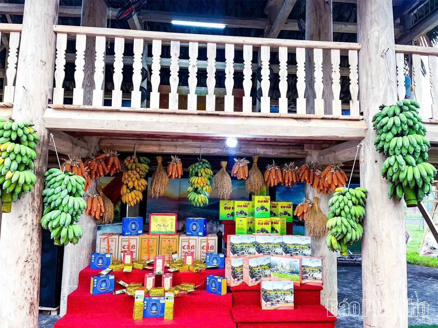 &#8220;Cây vàng xanh&#8221; trồng thành công ở 1 xã của tỉnh Phú Thọ (mới) thực ra là giống chuối gì?