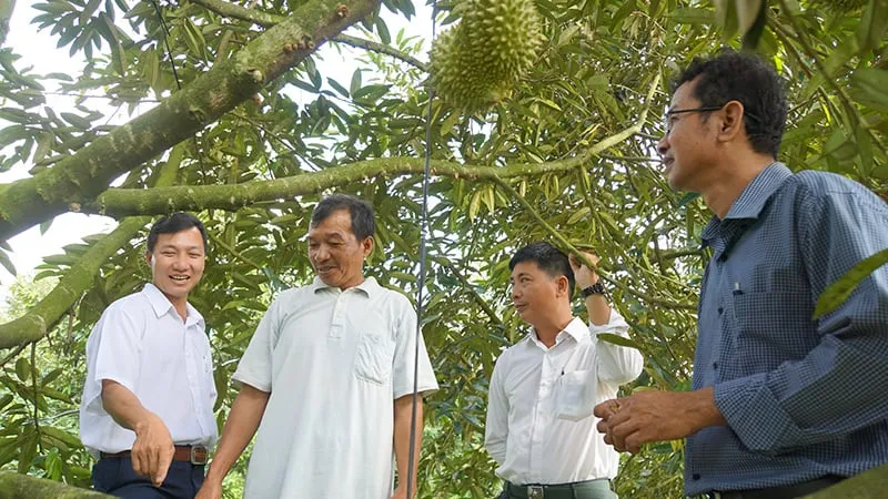 &#8220;Cây vàng xanh&#8221; trồng thành công ở 1 xã của tỉnh Phú Thọ (mới) thực ra là giống chuối gì?