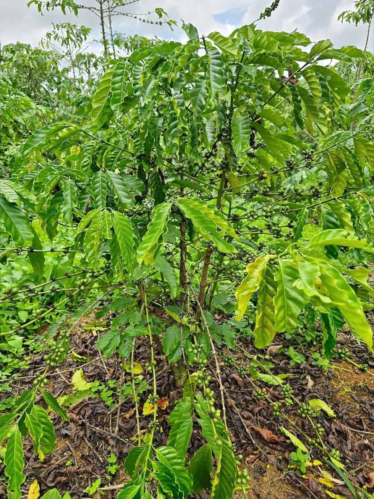 Chủ động phòng sâu bệnh hại cà phê trong mùa mưa