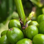 Chủ động phòng sâu bệnh hại cà phê trong mùa mưa