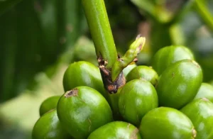 Chủ động phòng sâu bệnh hại cà phê trong mùa mưa