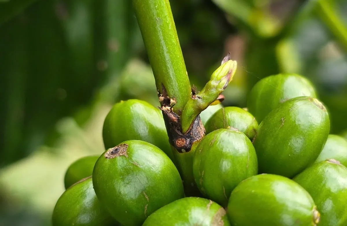Chủ động phòng sâu bệnh hại cà phê trong mùa mưa