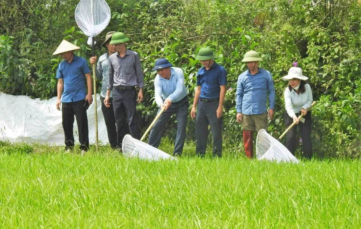 Hà Tĩnh phát động ra quân diệt châu chấu