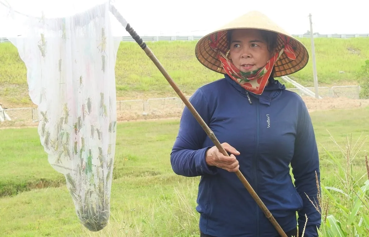 Hà Tĩnh phát động ra quân diệt châu chấu