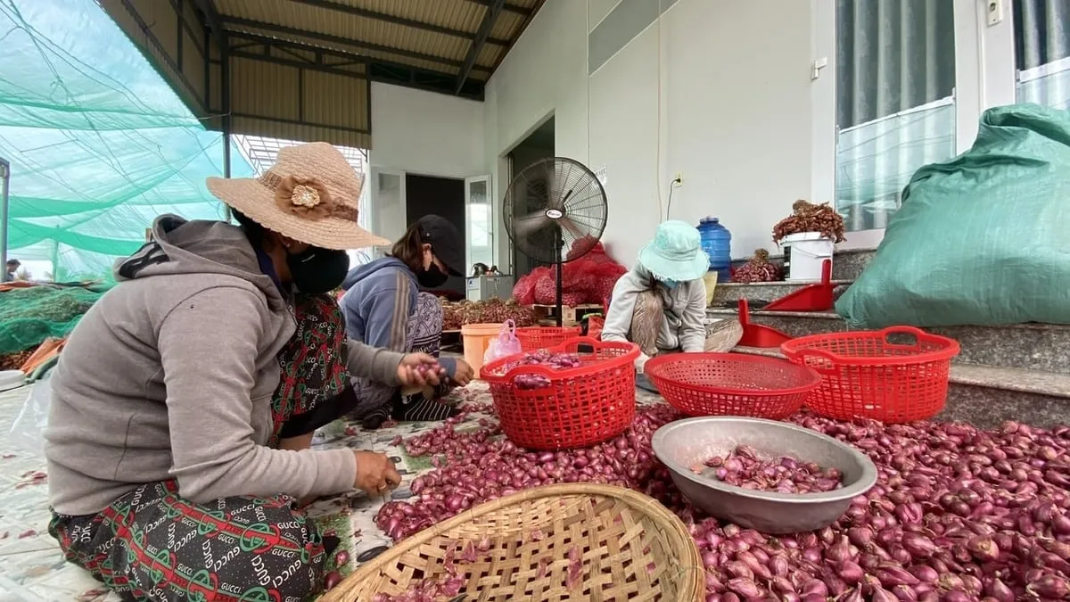 Người đầu tiên đưa hành tím Ninh Thuận xuất ngoại