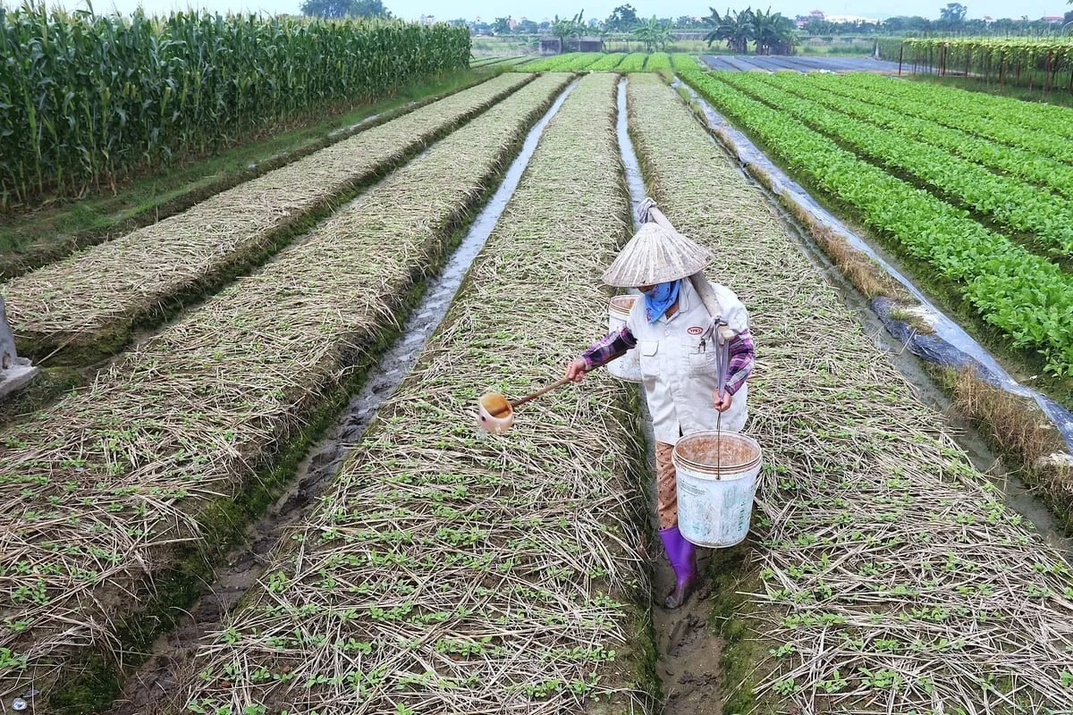 Vùng rau VietGAP ‘đón’ đầu nguồn Liễn Sơn