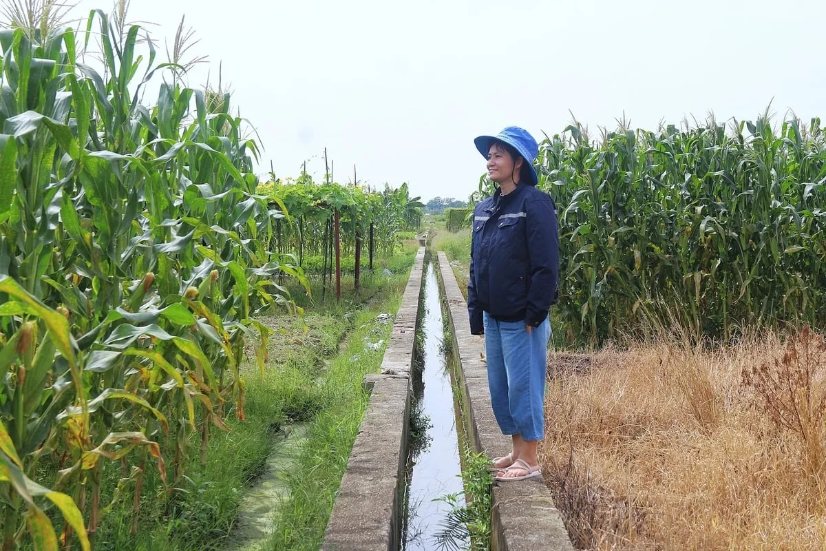 Vùng rau VietGAP ‘đón’ đầu nguồn Liễn Sơn
