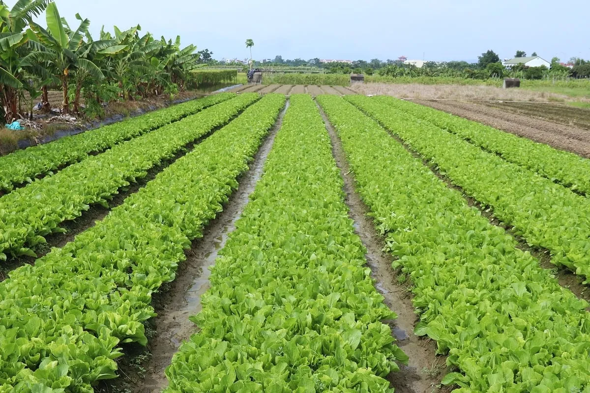 Vùng rau VietGAP ‘đón’ đầu nguồn Liễn Sơn