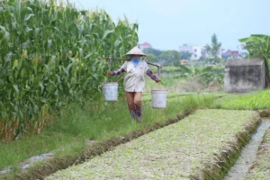 Vùng rau VietGAP ‘đón’ đầu nguồn Liễn Sơn